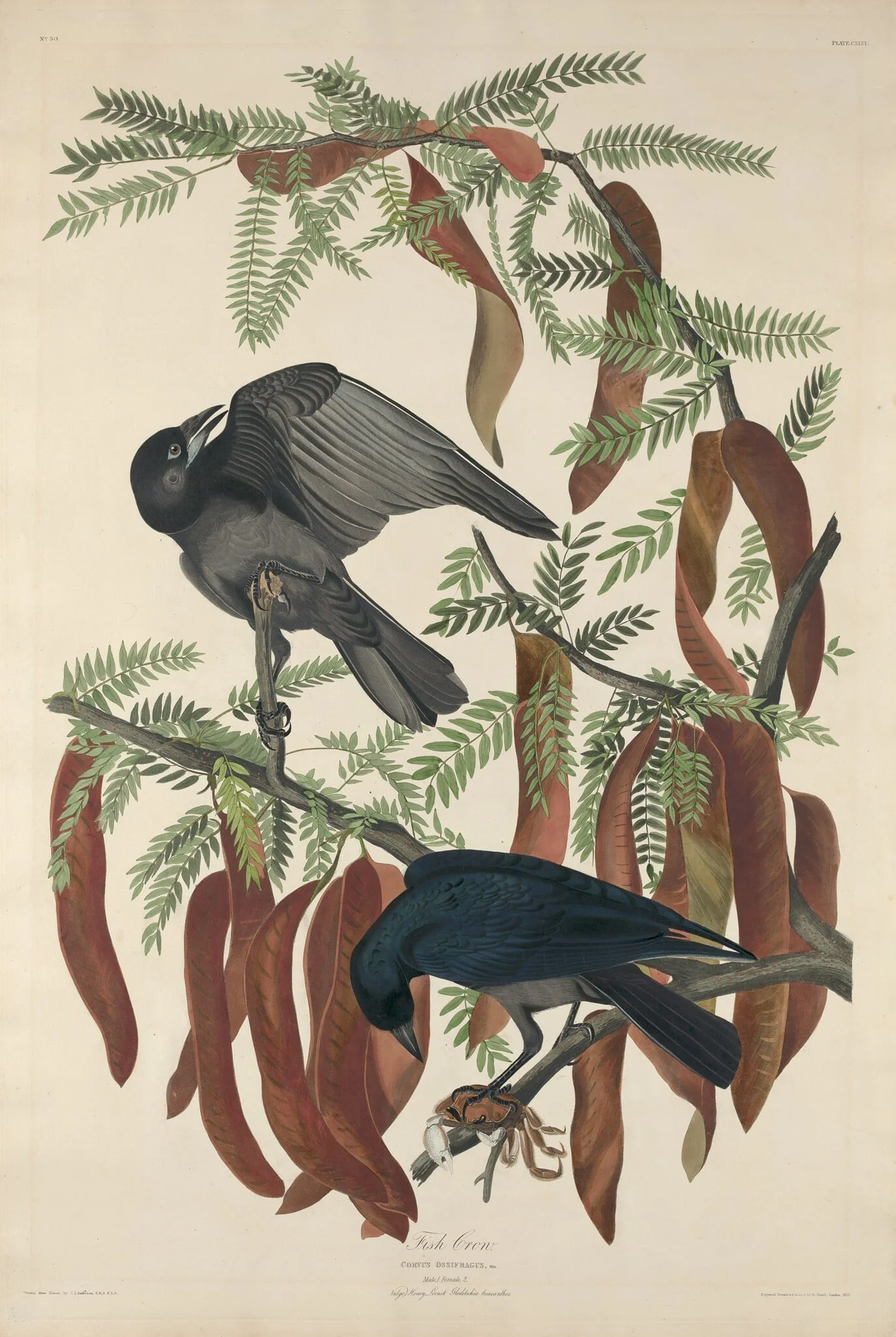 Fish Crow, detail