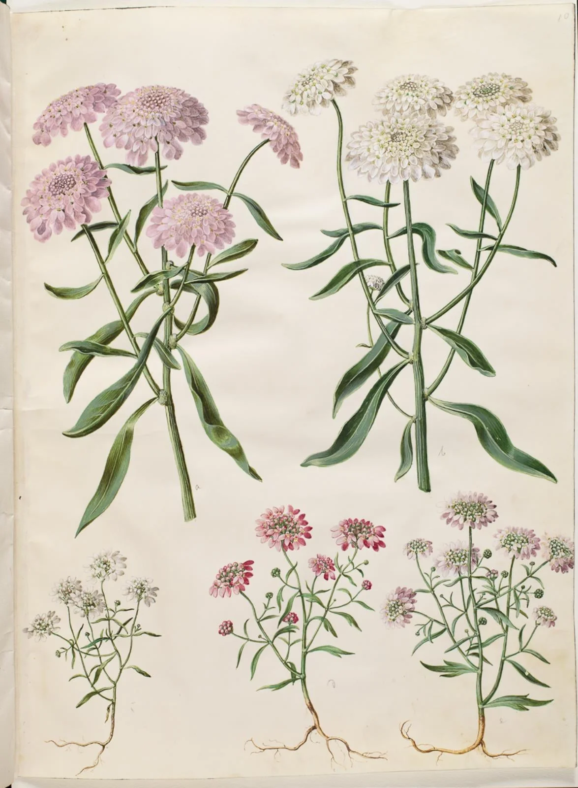 Iberis umbellata (skærm-sløjfeblomst); Iberis amara (bitter sløjfeblomst), detail