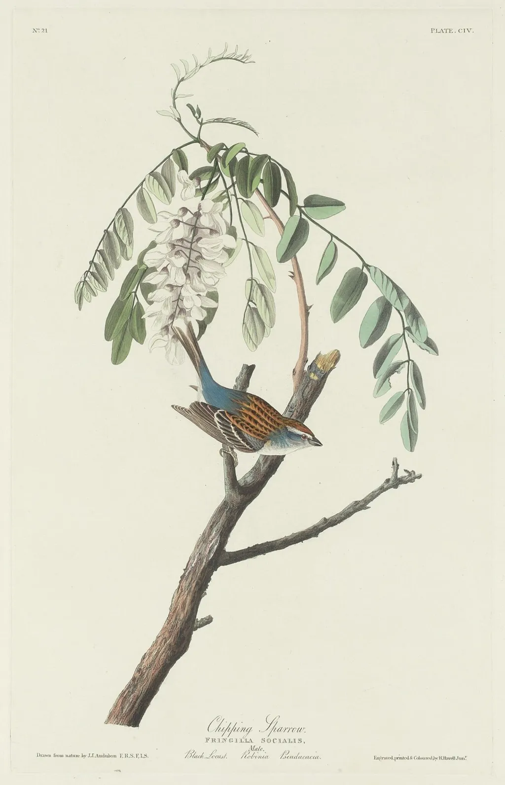 Chipping Sparrow, by Havell, Jr., Robert, ink, 1831