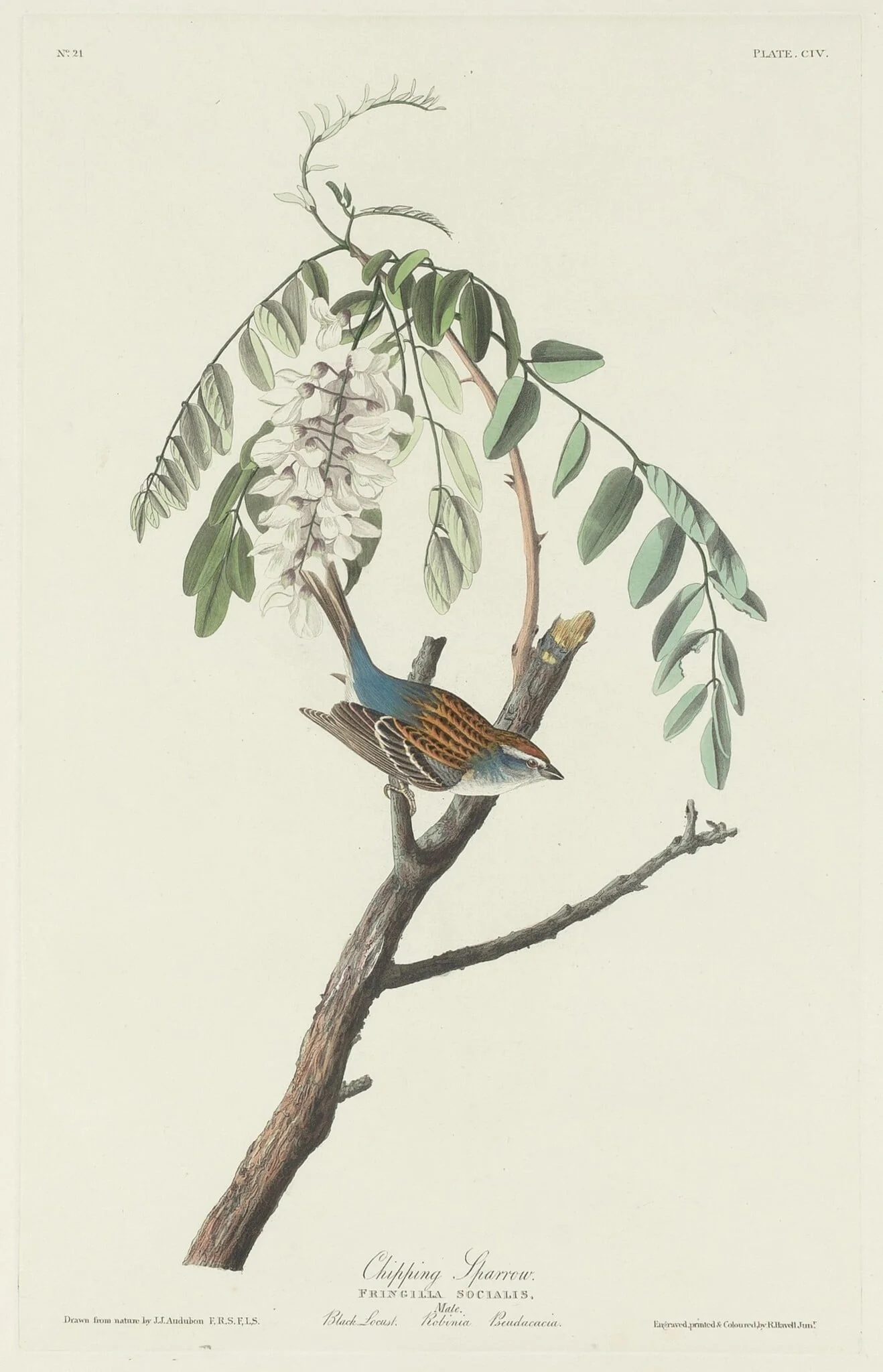 Chipping Sparrow, detail