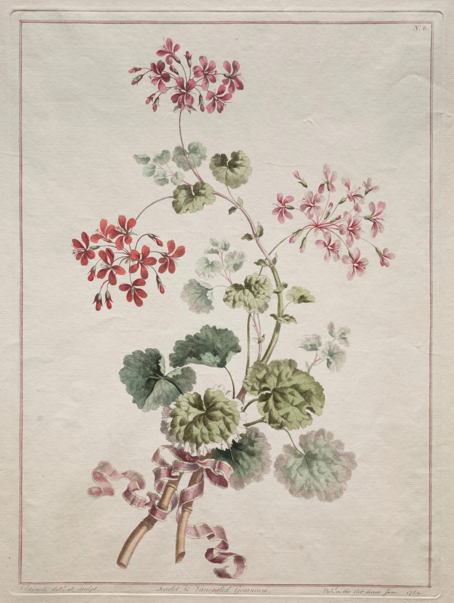 A Collection of Flowers Drawn from Nature: No. 6 - Scarlet and Variegated Geranium, detail