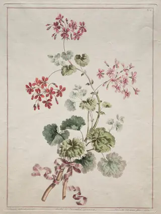 A Collection of Flowers Drawn from Nature:  No. 6 - Scarlet and Variegated Geranium, by John Edwards, 1801
