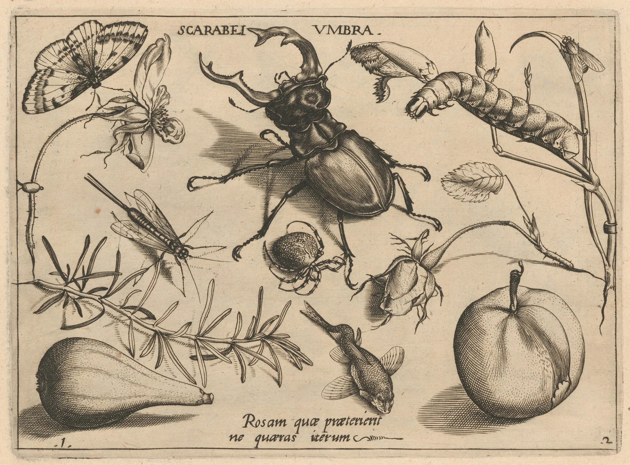 Archetypa studiaque patris Georgii Hoefnagelii [Part 2, Plate 1], detail