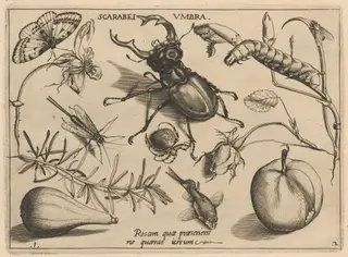 Archetypa studiaque patris Georgii Hoefnagelii [Part 2, Plate 1], by Jacob Hoefnagel, ink, 1592