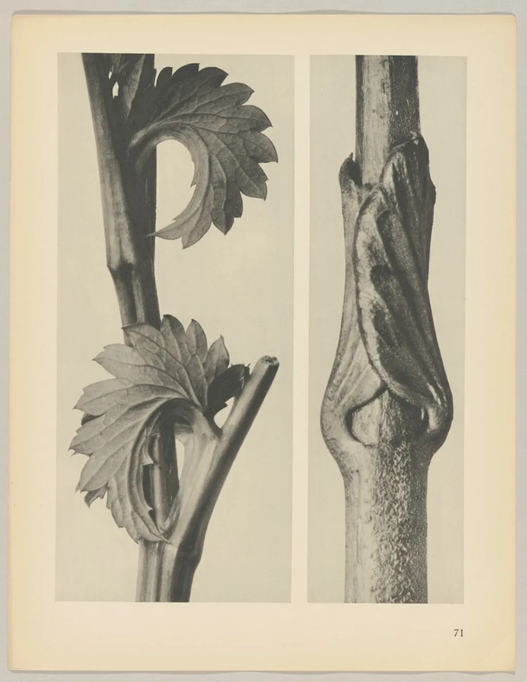 a Sanguisorba canadensis; b Vincetoxicum fuscatum, by Karl Blossfeldt, 1928