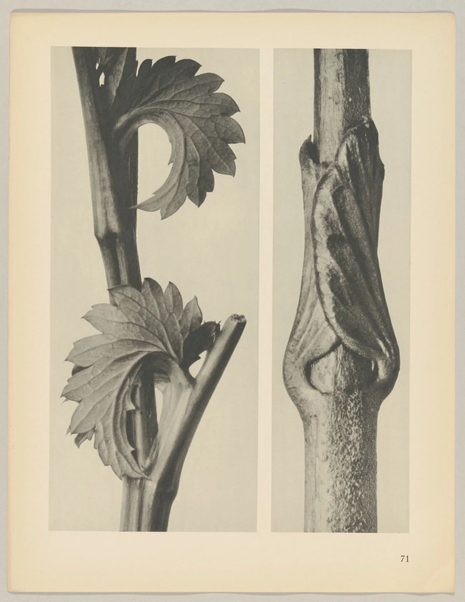 a Sanguisorba canadensis; b Vincetoxicum fuscatum, detail