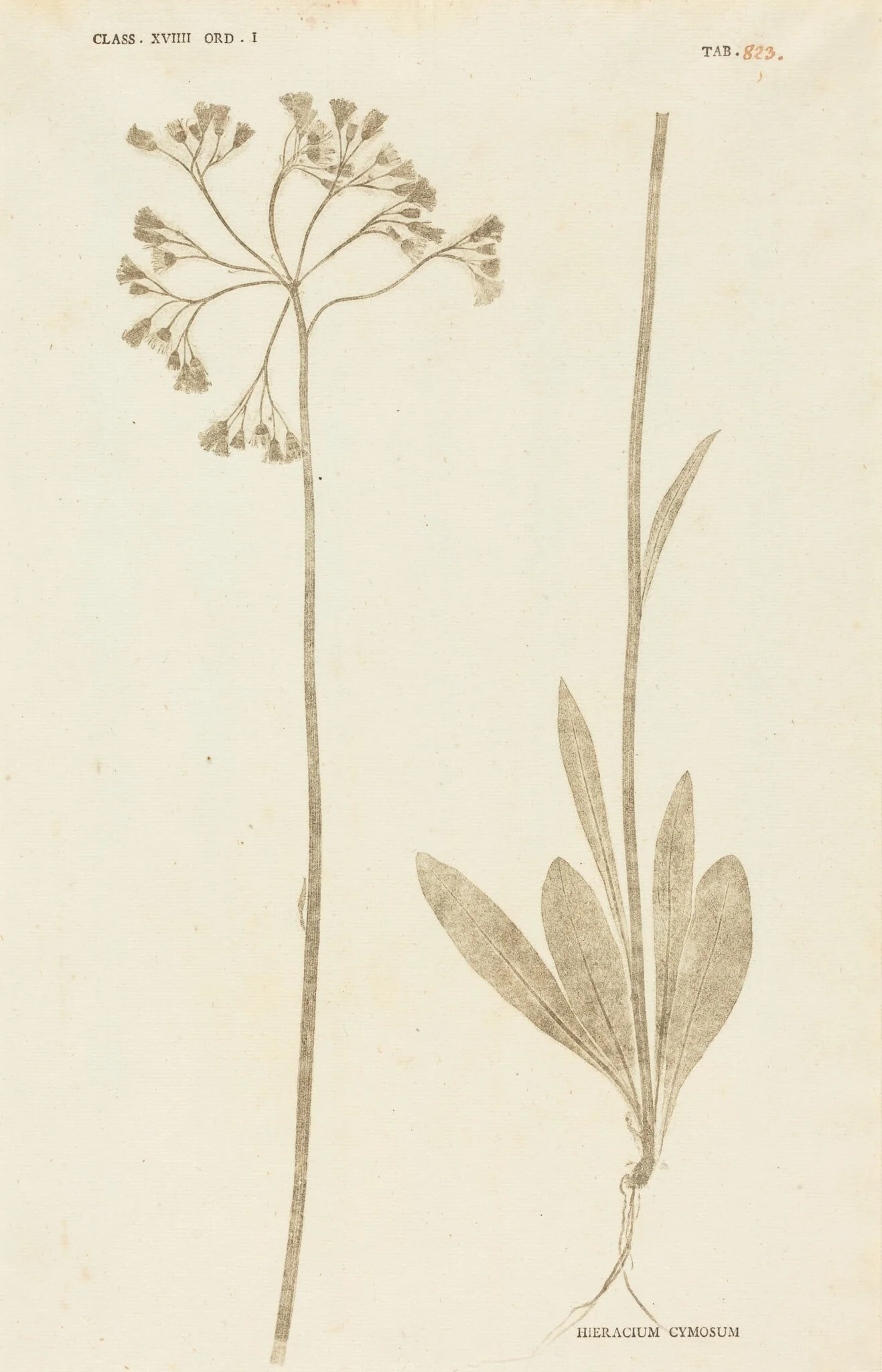 Hieracium Cymosum, detail