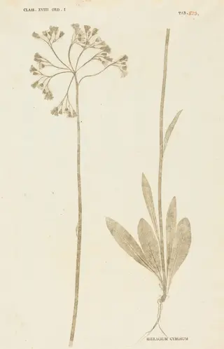 Hieracium Cymosum, by Johann Hieronymus Kniphof, ink, 1760
