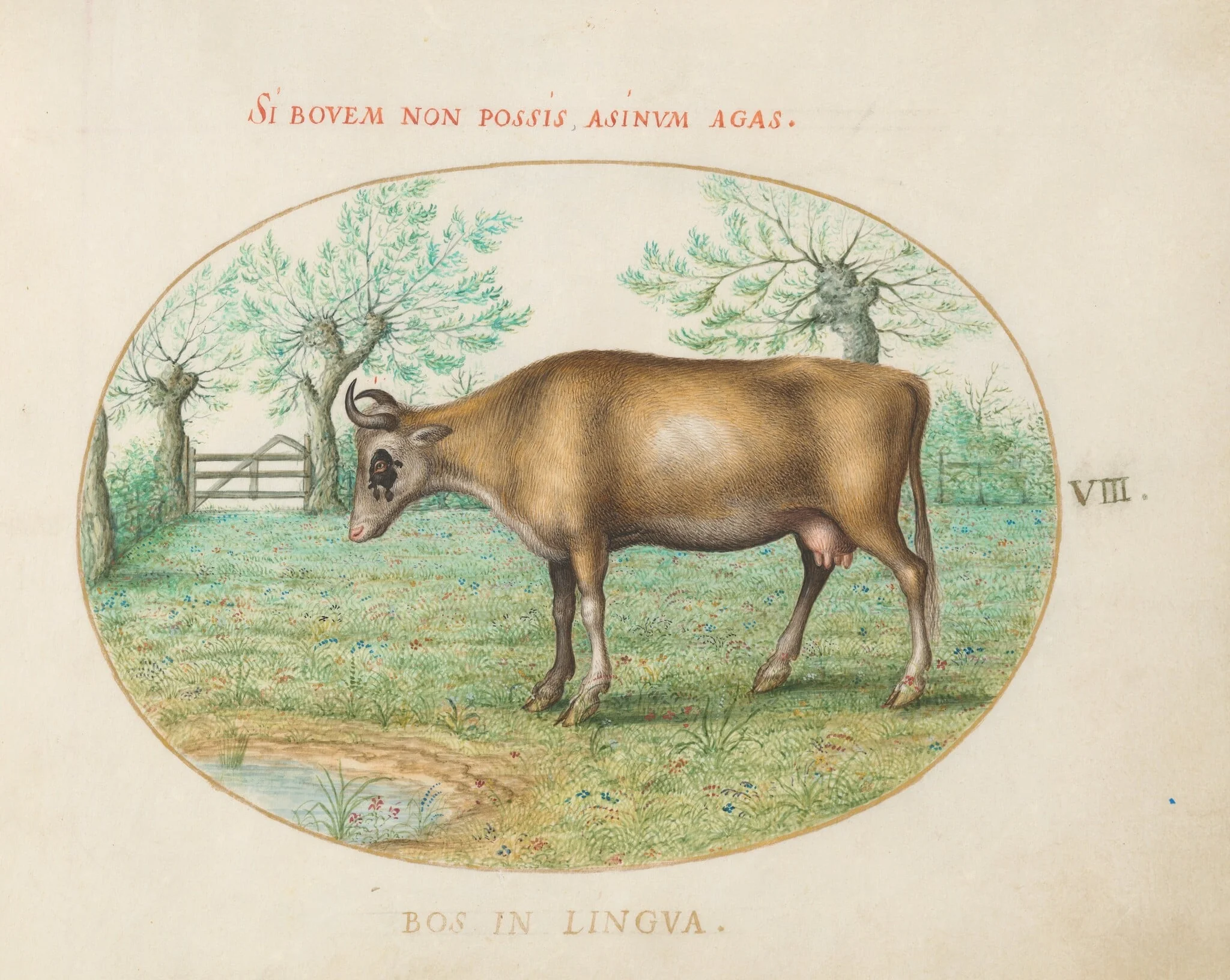 Plate 8: A Cow, detail
