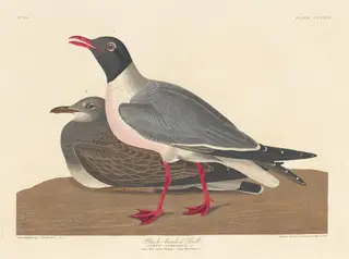 Black-headed Gull, by Havell, Jr., Robert, ink, 1836