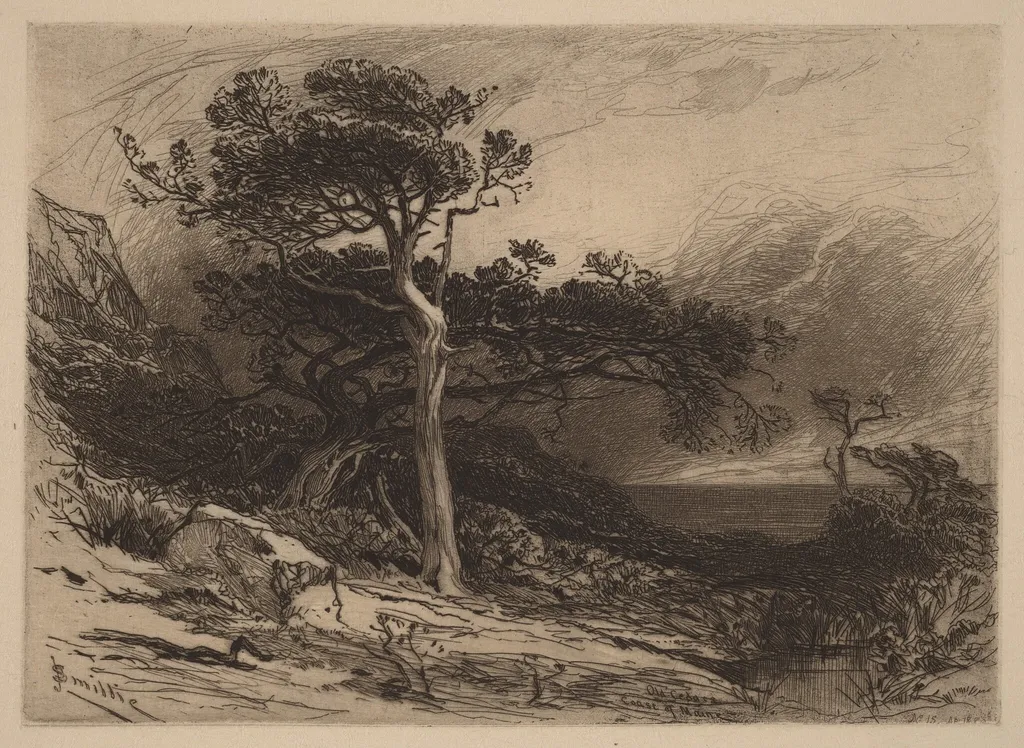 Old Cedars, Coast of Maine, by James David Smillie, ink, 1880