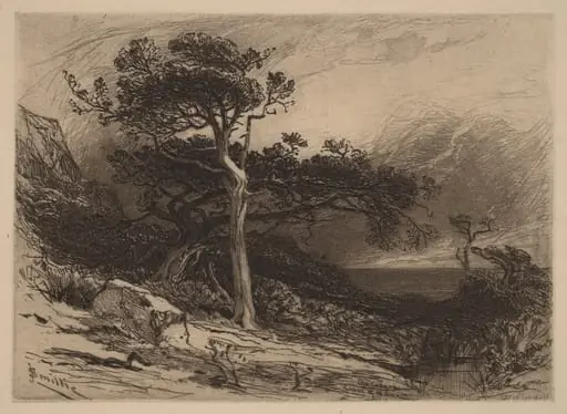 Old Cedars, Coast of Maine, by James David Smillie, ink, 1880