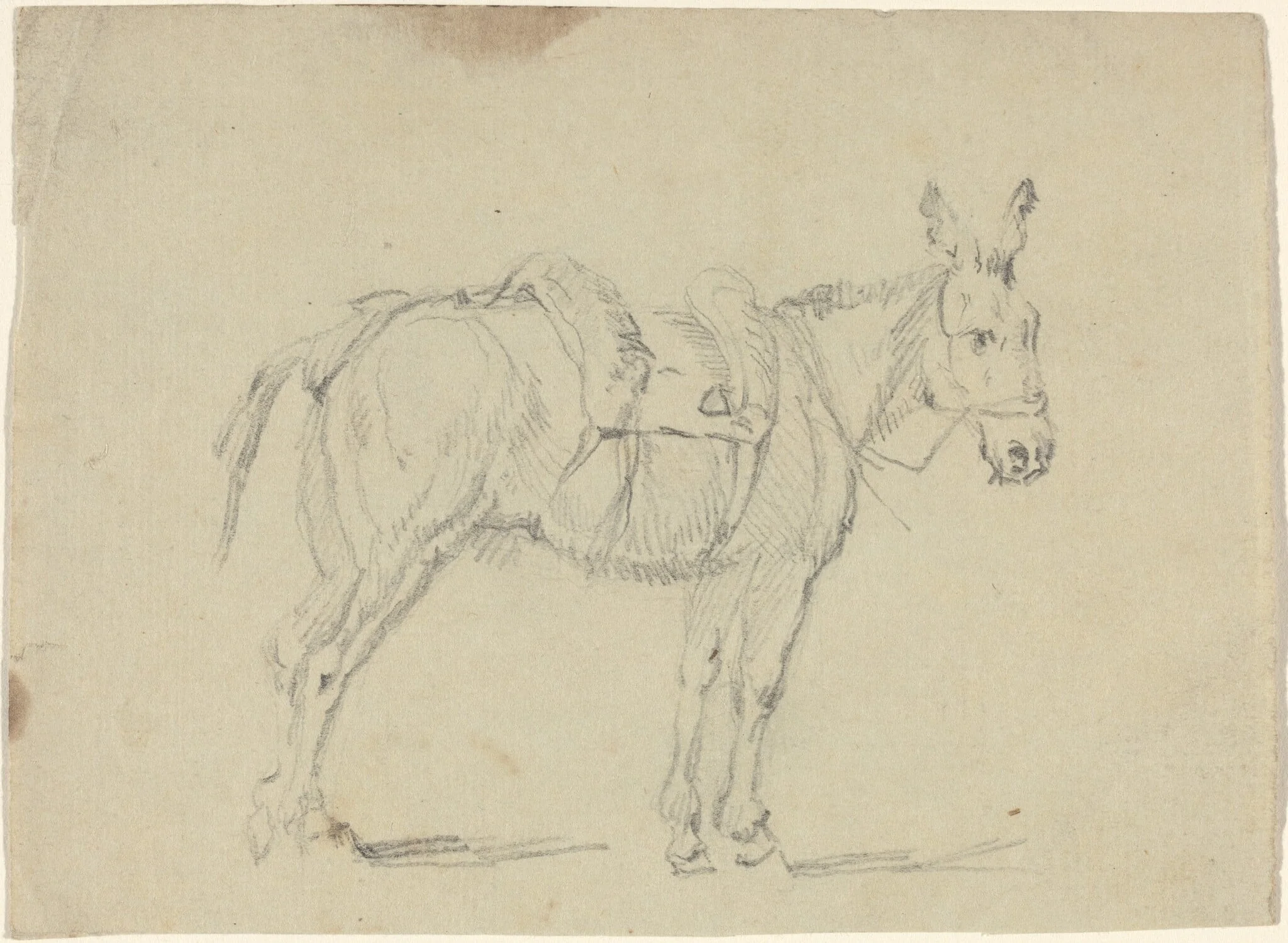 Donkey Stretching a Hind Leg, detail