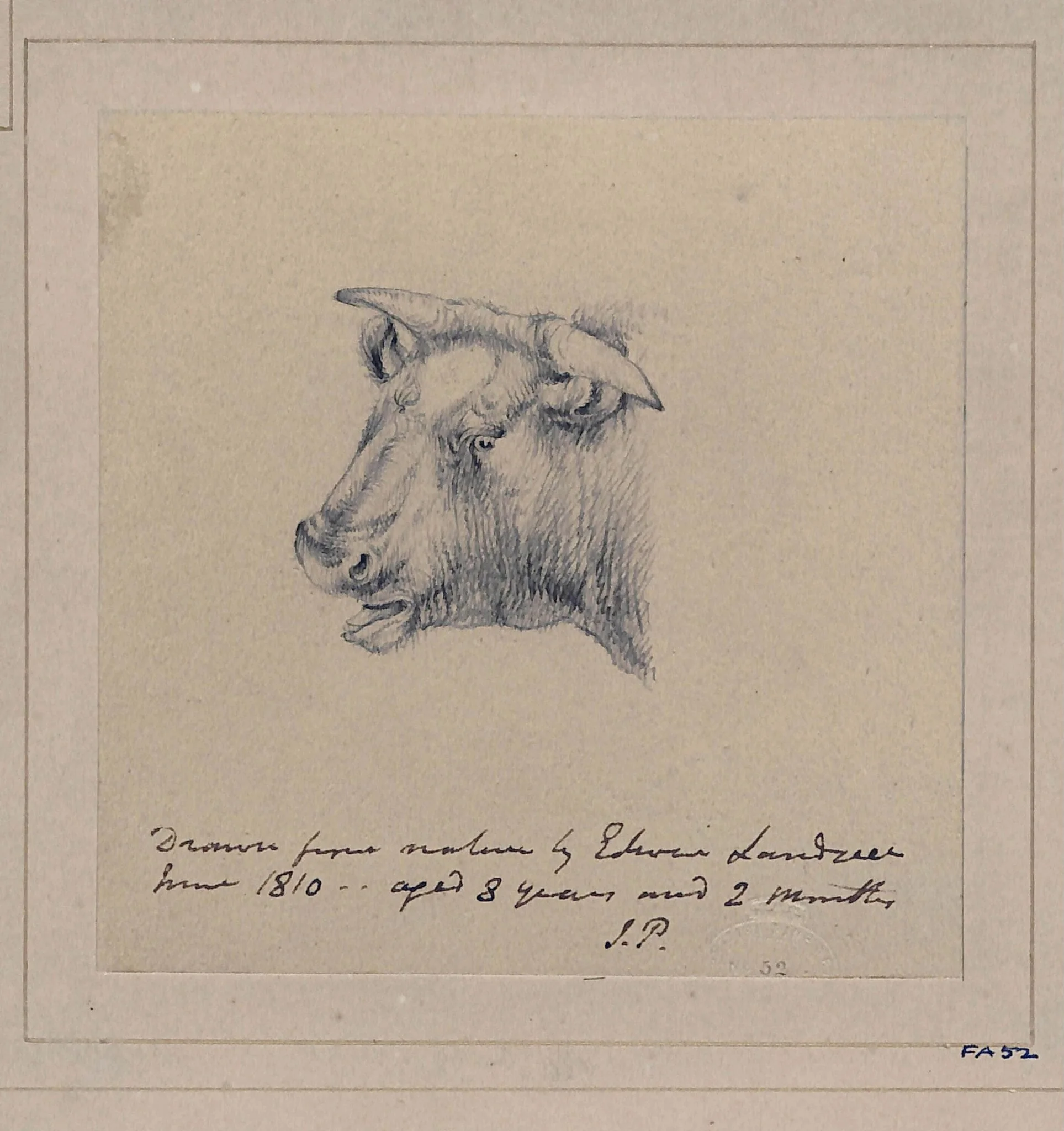 Drawing of a bull, detail