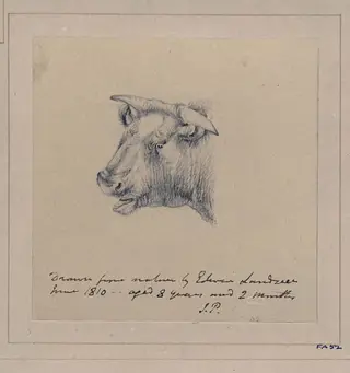Drawing of a bull, by Edwin Landseer, 1812