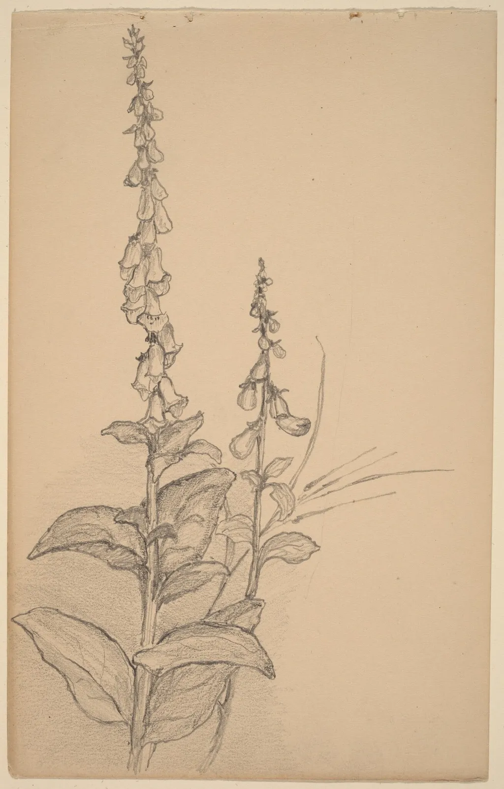 Foxgloves, by Arthur B. Davies, graphite, 1895