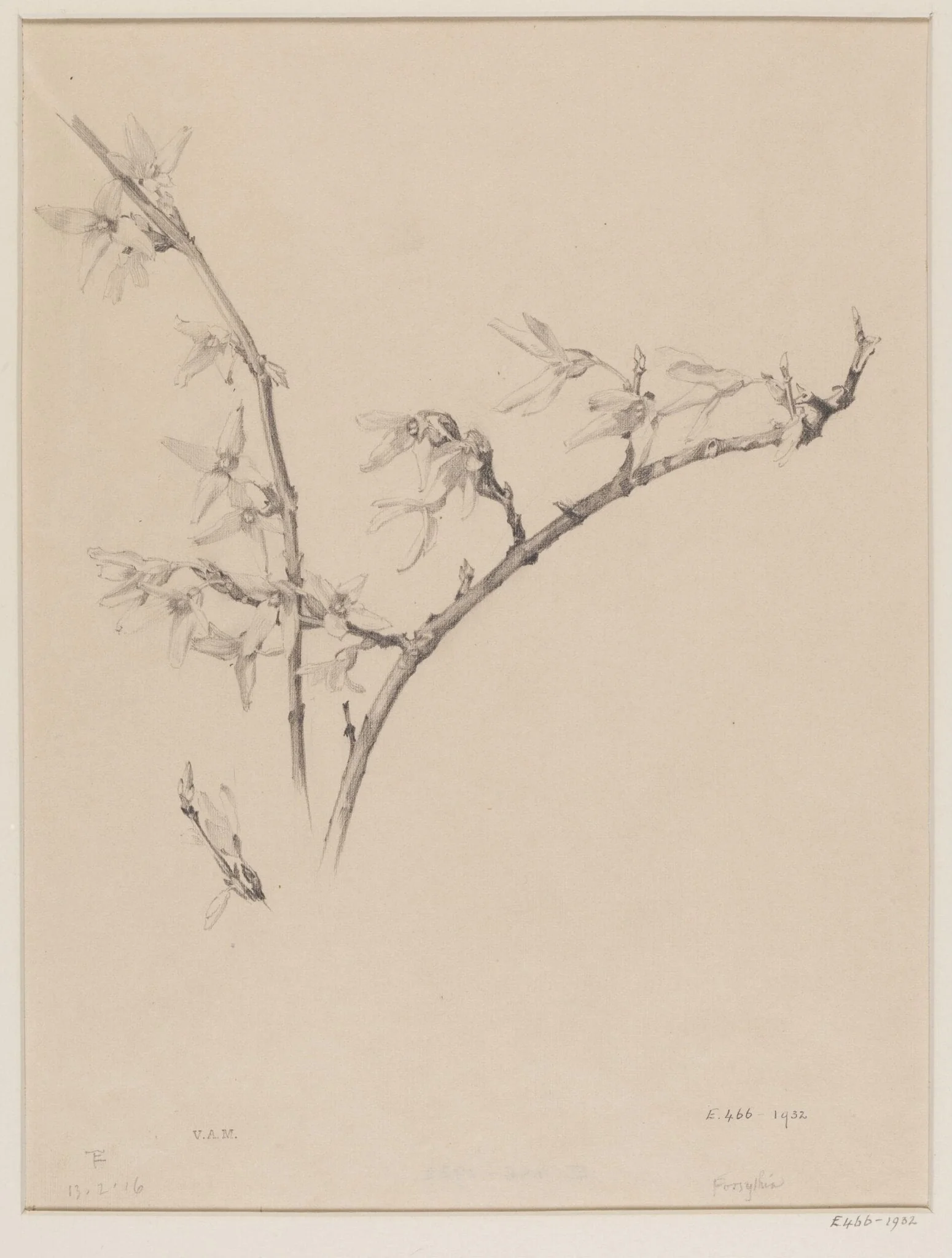 Forsythia, detail
