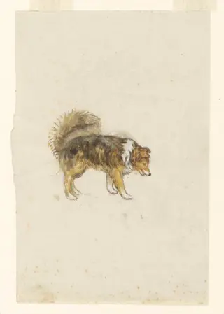 Side view of a dog, 'Kep', by Beatrix Potter, watercolor, 1908