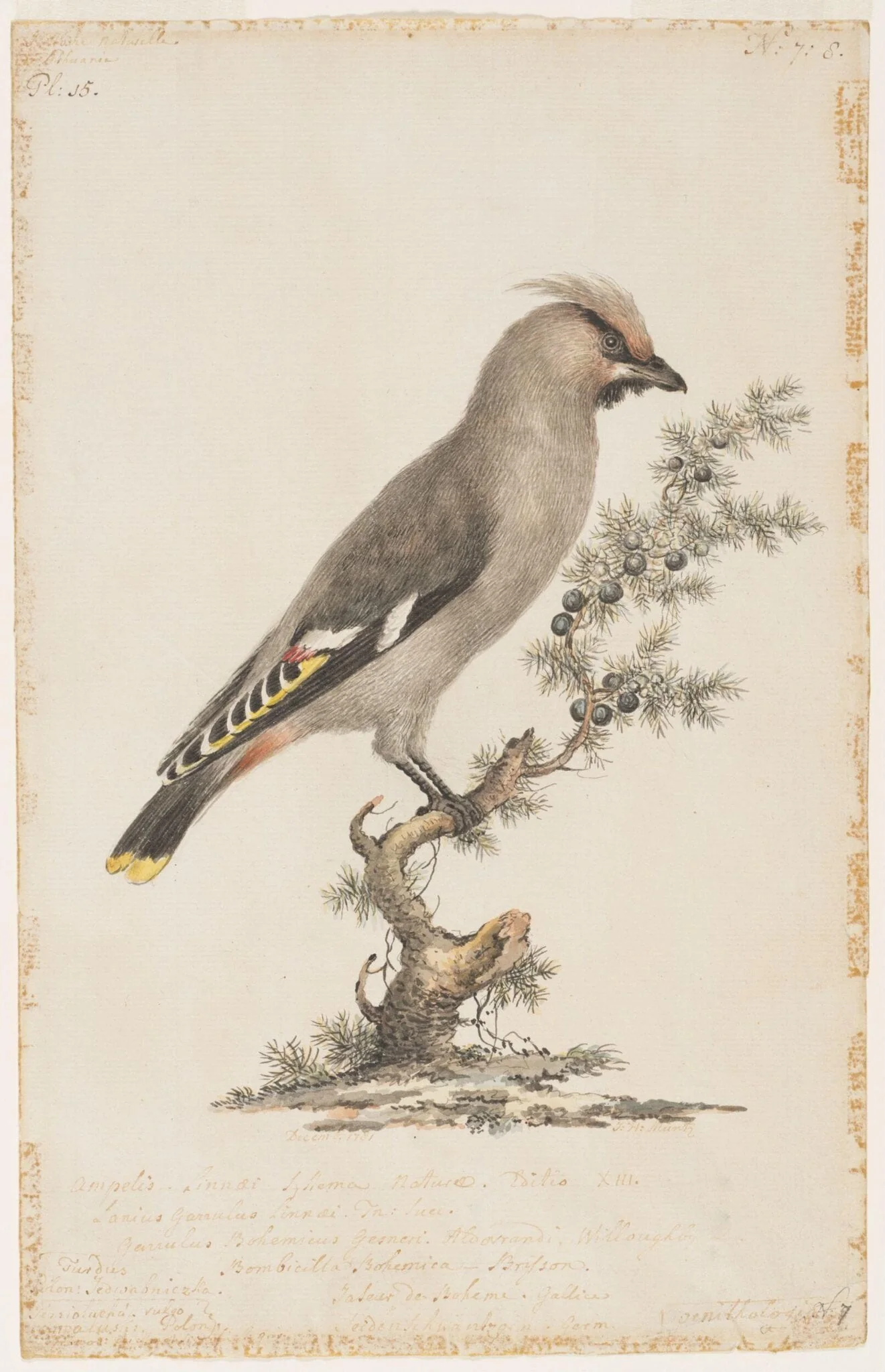 Bohemian waxwing, detail