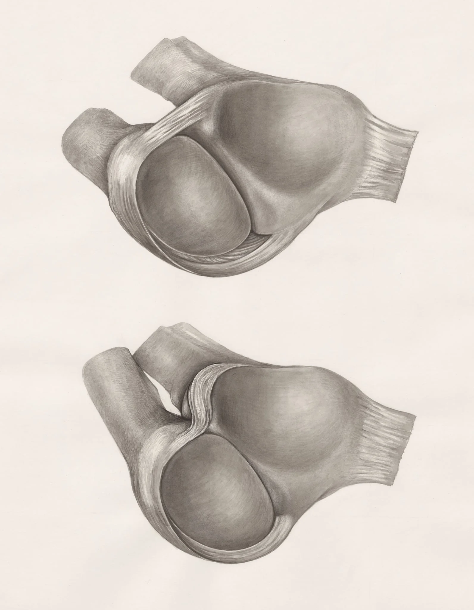 Joints of the hand or fingers, detail
