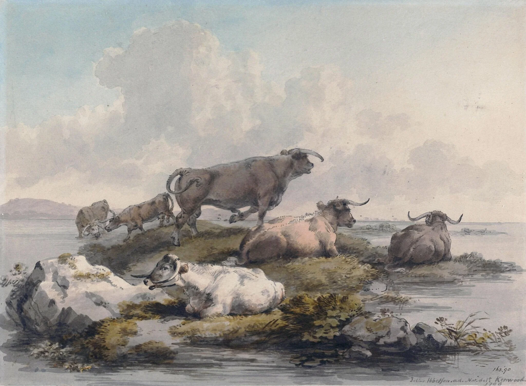 Cattle on rocky ground surrounded by water, detail