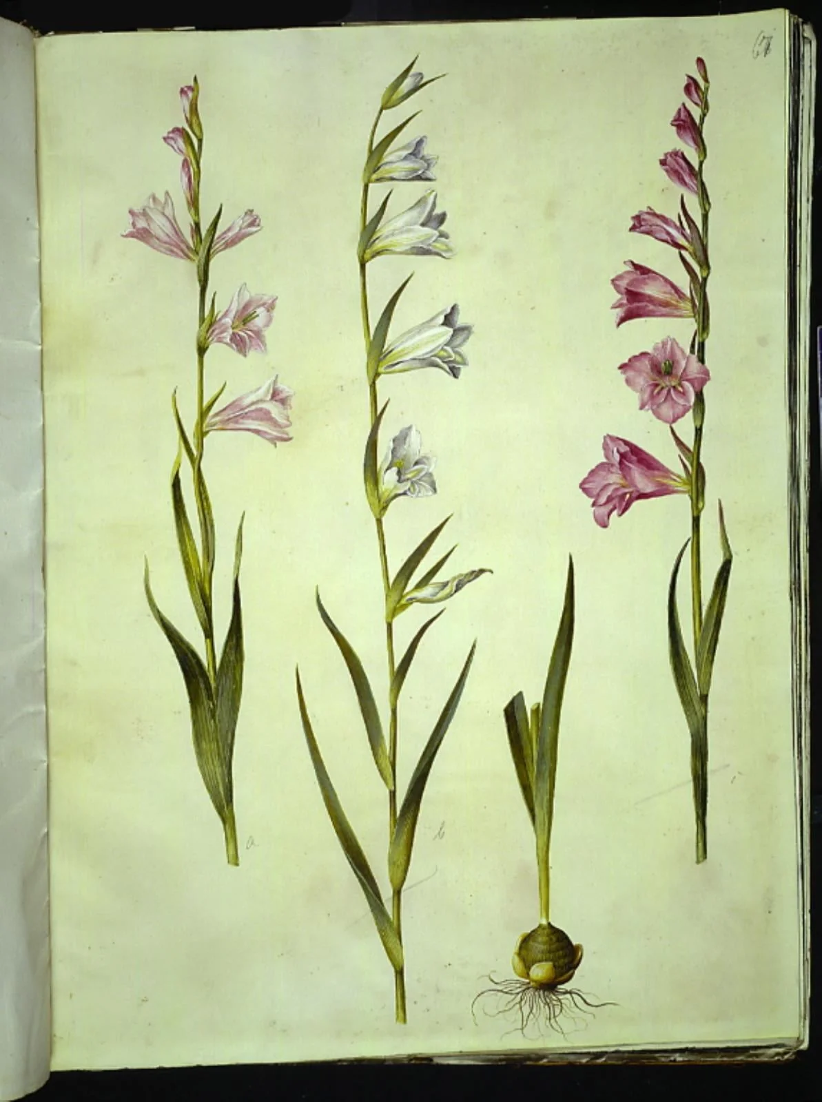 Gladiolus communis (almindelig gladiolus), detail
