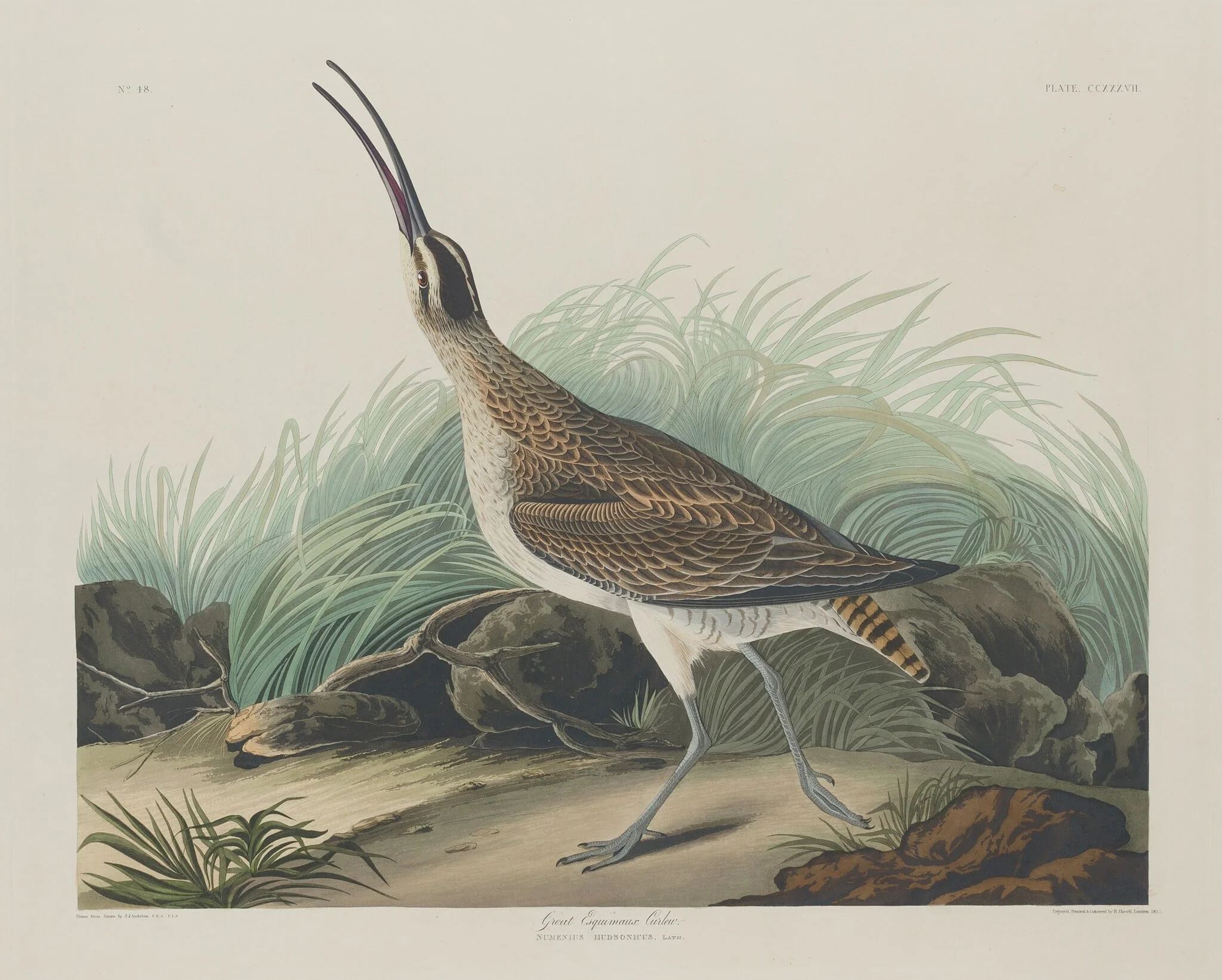 Great Esquimaux Curlew, detail