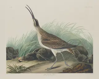 Great Esquimaux Curlew, by Havell, Jr., Robert, ink, 1835