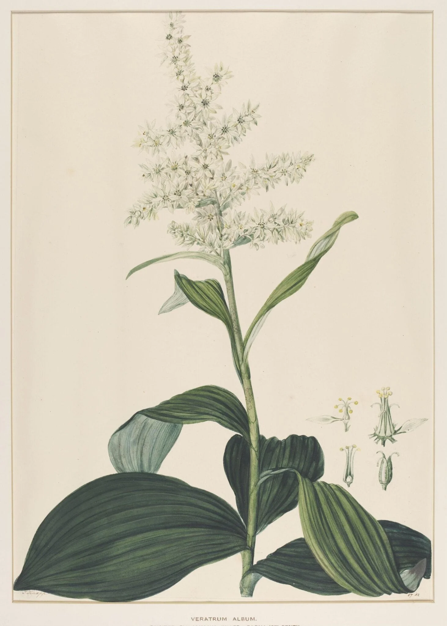Veratrum Album, detail