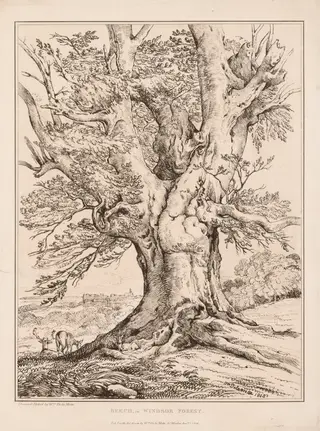 Beech in Windsor Forest, by William Alfred Delamotte, 1805