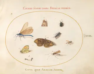 Plate 18: Two Butterflies and a Moth with a Damselfly, Two Ants, and Four Other Insects, by Joris Hoefnagel, gouache, 1594