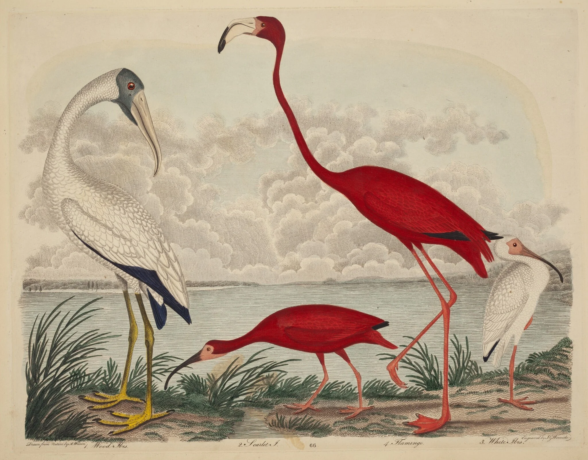 Wood Ibis, Scarlet Ibis, Flamingo, and White Ibis, detail