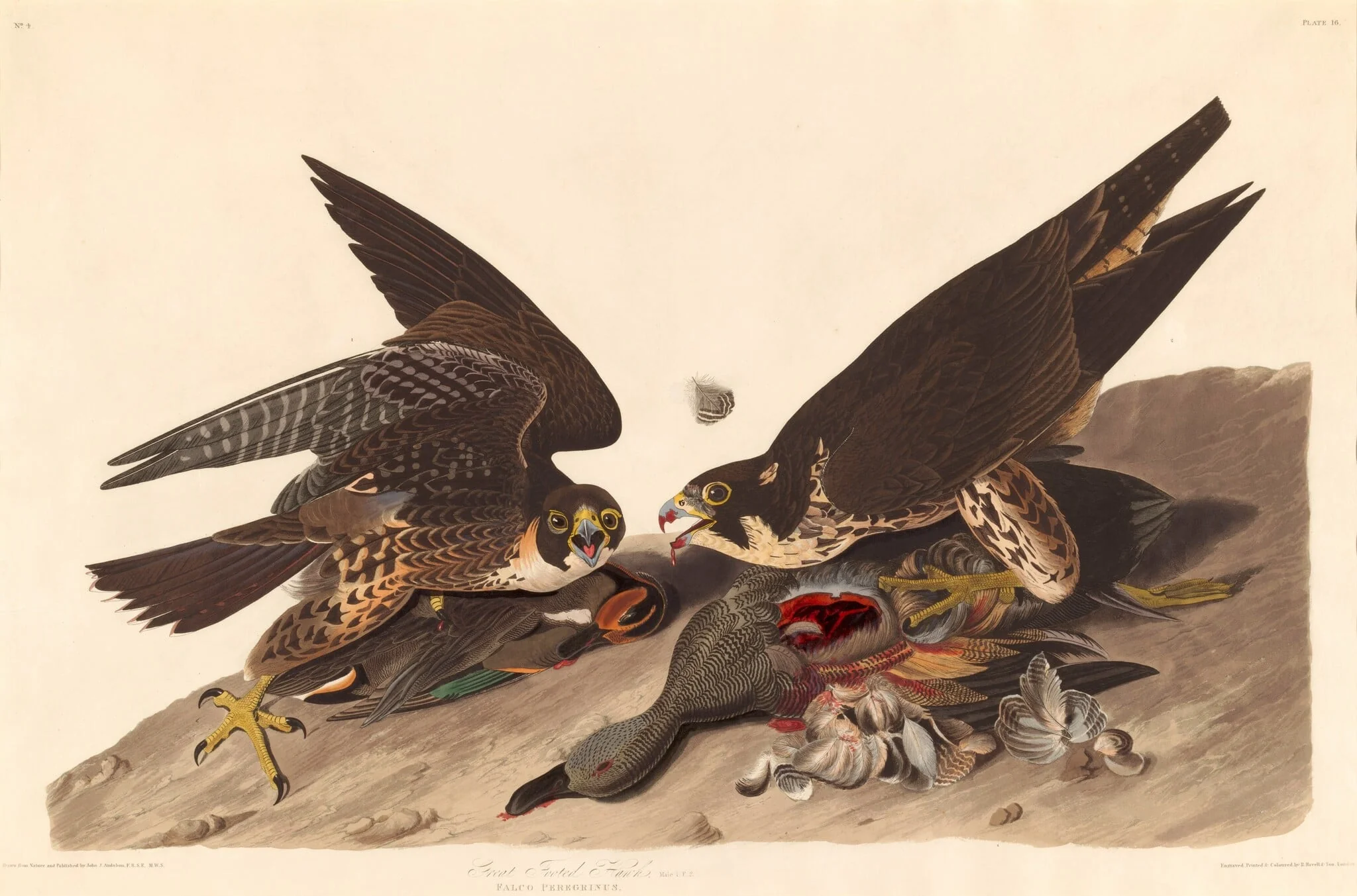 Great Footed Hawk, detail