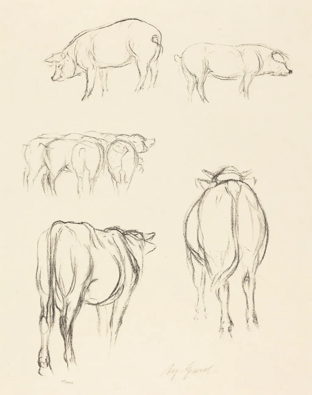 Animal Sketches, by August Gaul, ink, 1895