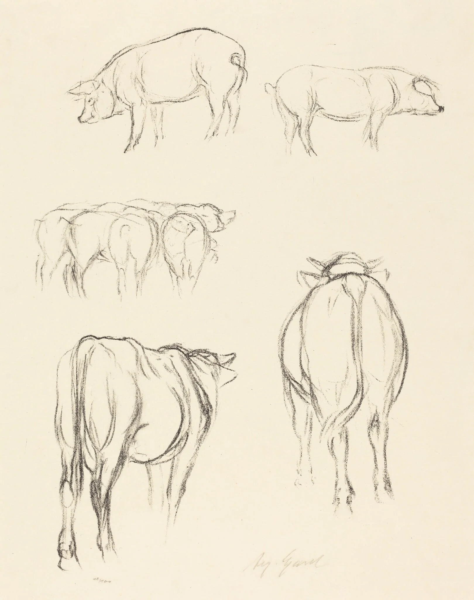 Animal Sketches, detail