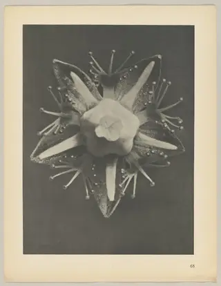 Parnassia palustris, by Karl Blossfeldt, 1928