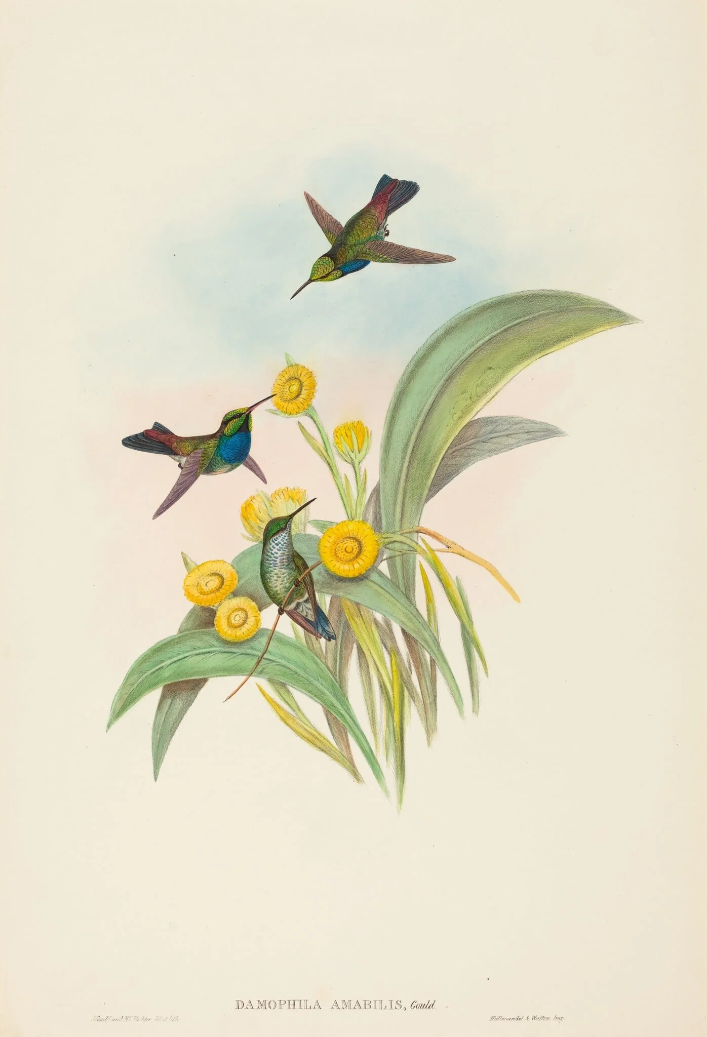 Damophila amabilis (Blue-breasted Hummingbird), detail