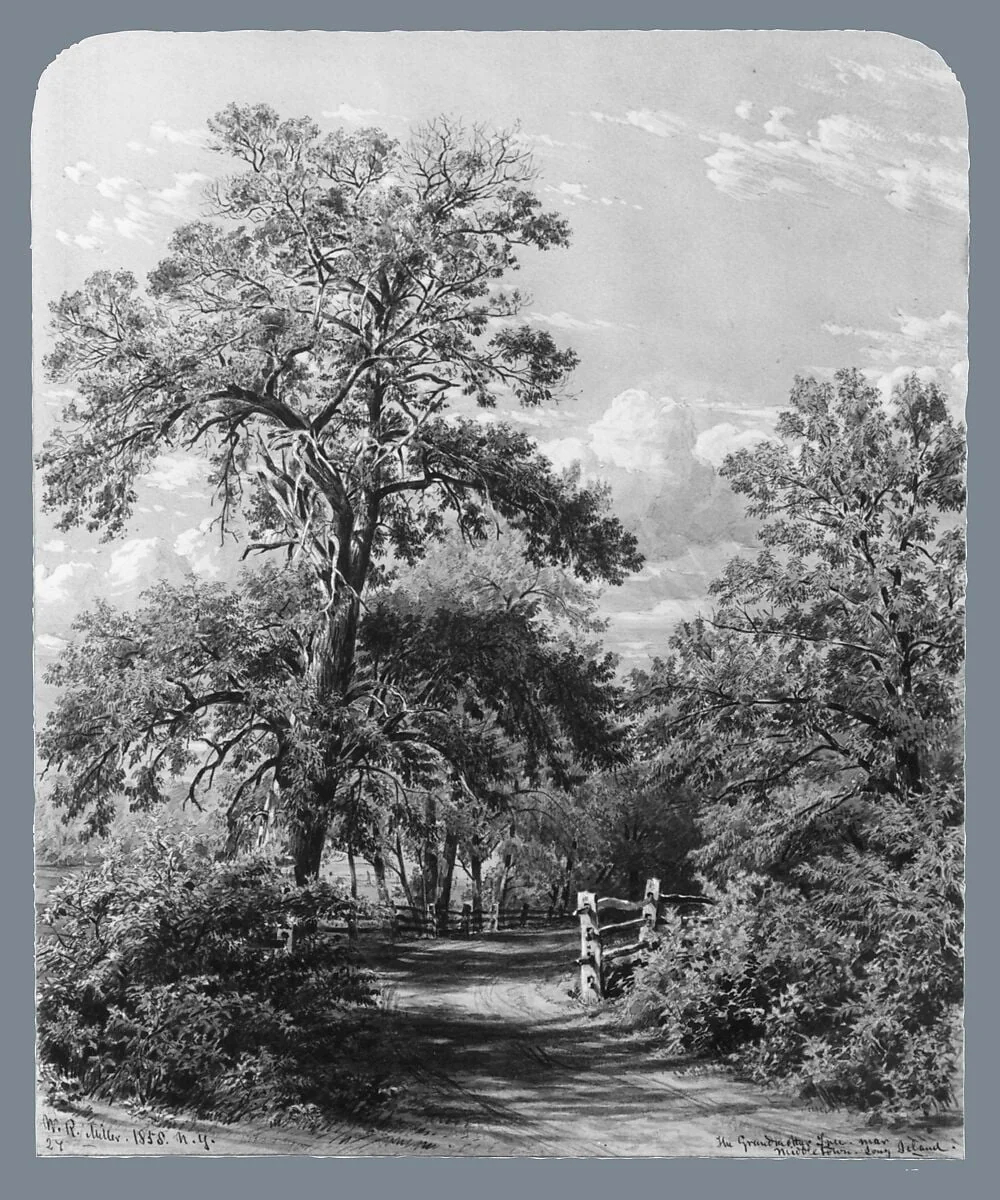 The Grandmother Tree, near Middletown, Long Island, detail