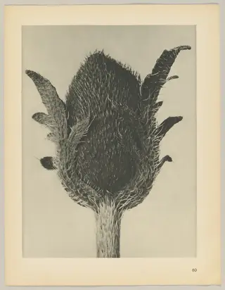 Papaver orientale, by Karl Blossfeldt, 1928