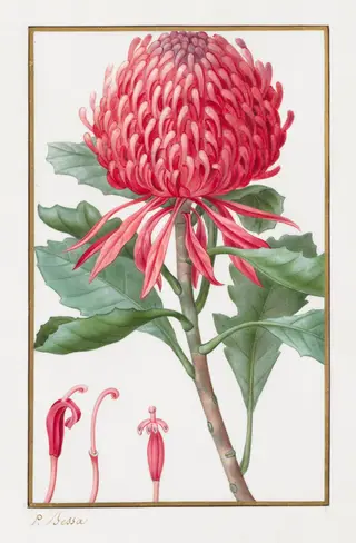 Untitled, by Pancrace Bessa, 1832