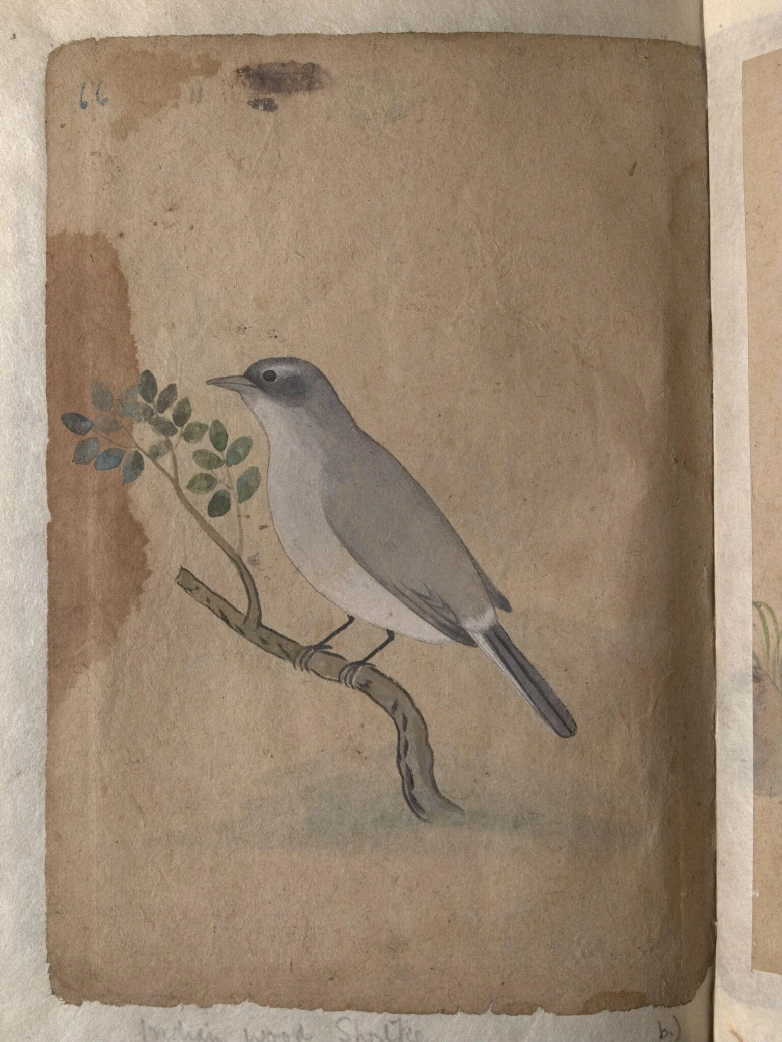 Depictions of a Indian spotted dove and a Common Indian wood-shrike of Northern India, detail