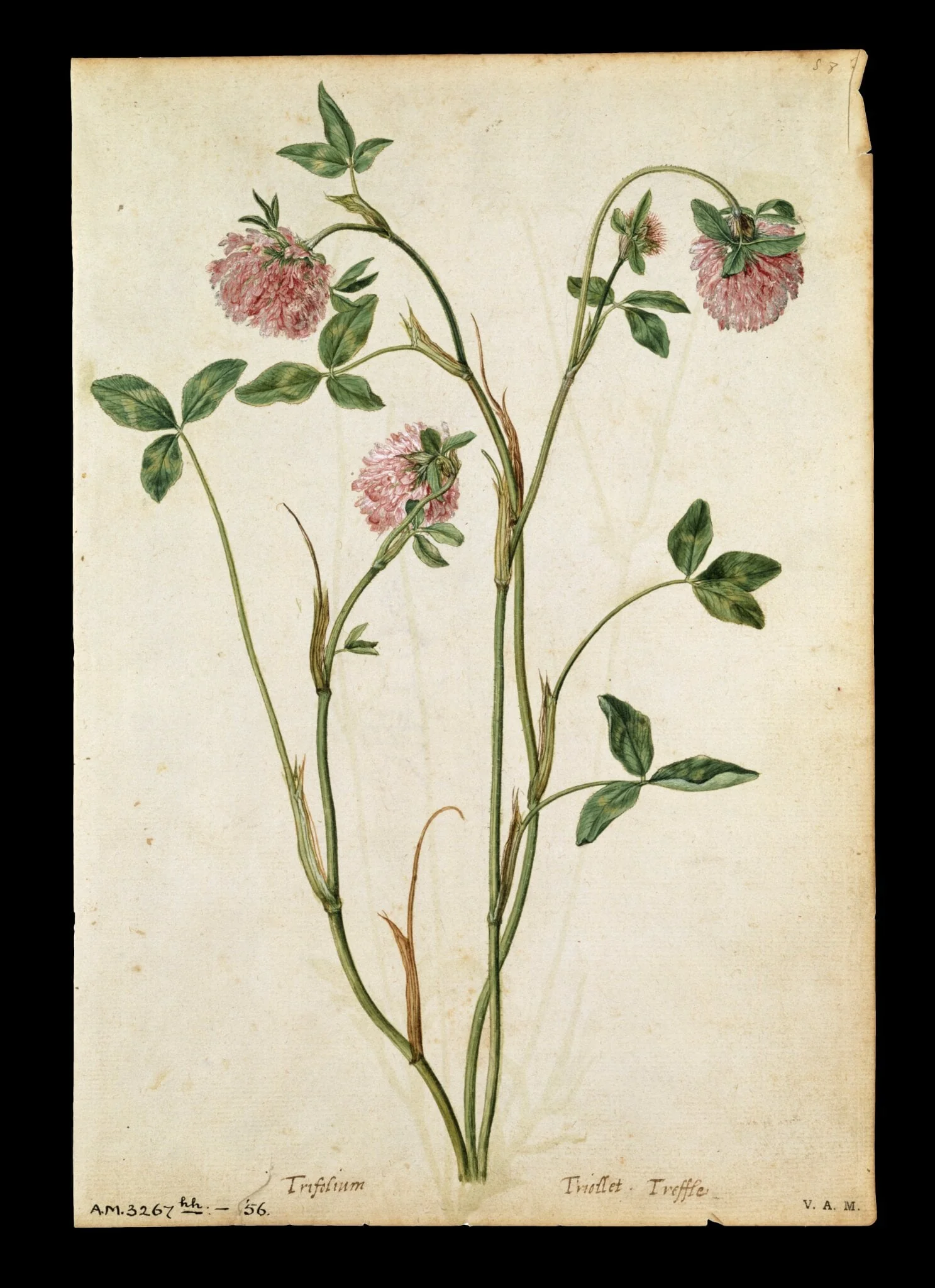 A red clover; a field scabious, detail