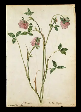 A red clover; a field scabious, by Jacques Le Moyne de Morgues, watercolor, 1568