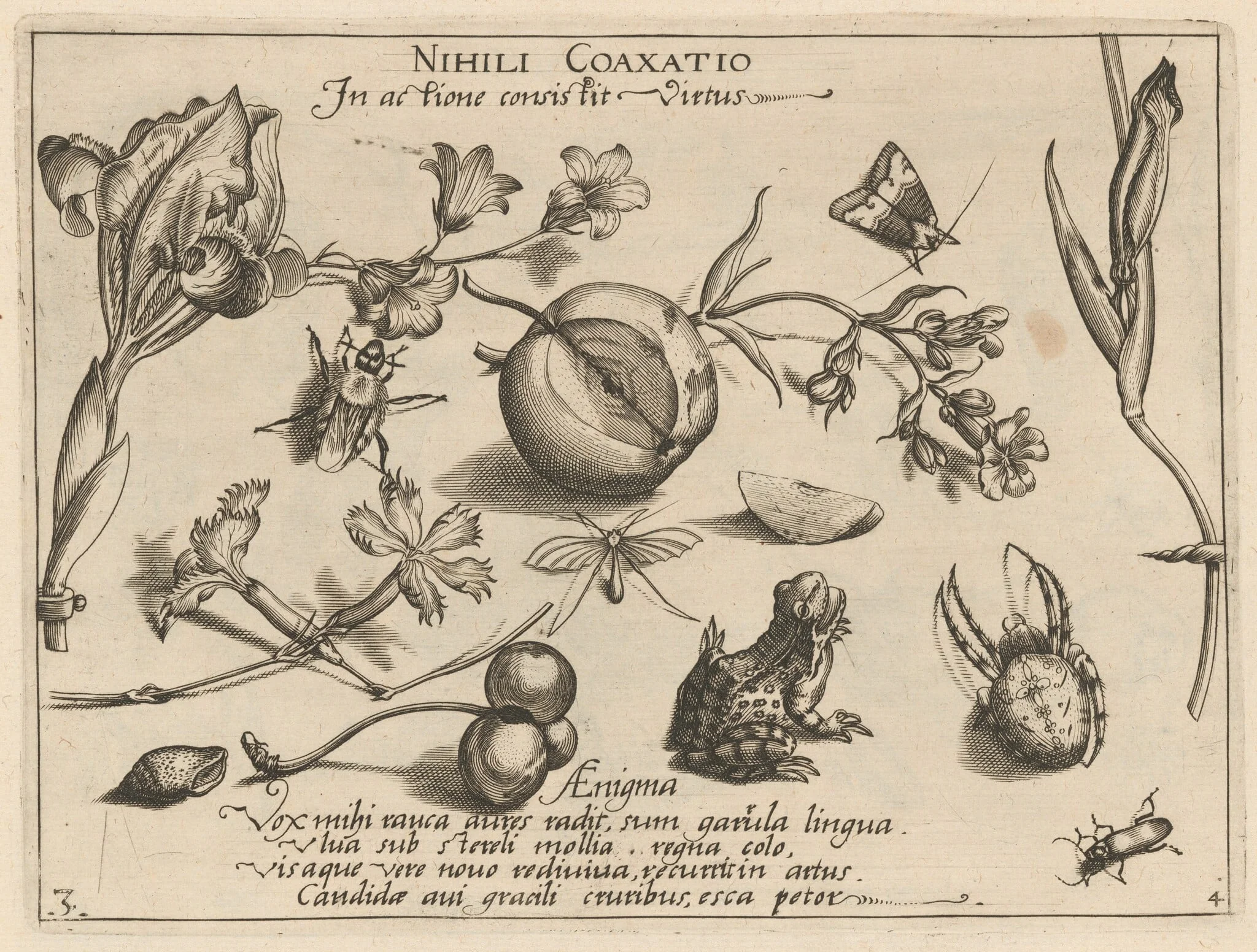 Archetypa studiaque patris Georgii Hoefnagelii [Part 4, Plate 3], detail