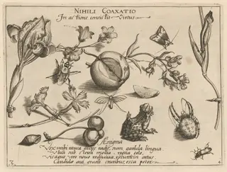 Archetypa studiaque patris Georgii Hoefnagelii [Part 4, Plate 3], by Jacob Hoefnagel, ink, 1592