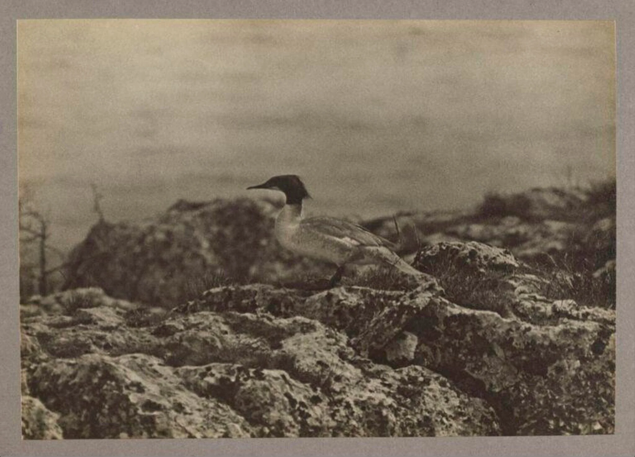 A Goosander, detail
