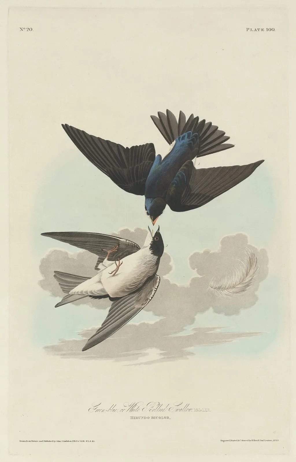 Green-blue or White-bellied Swallow, by Havell, Jr., Robert, ink, 1830