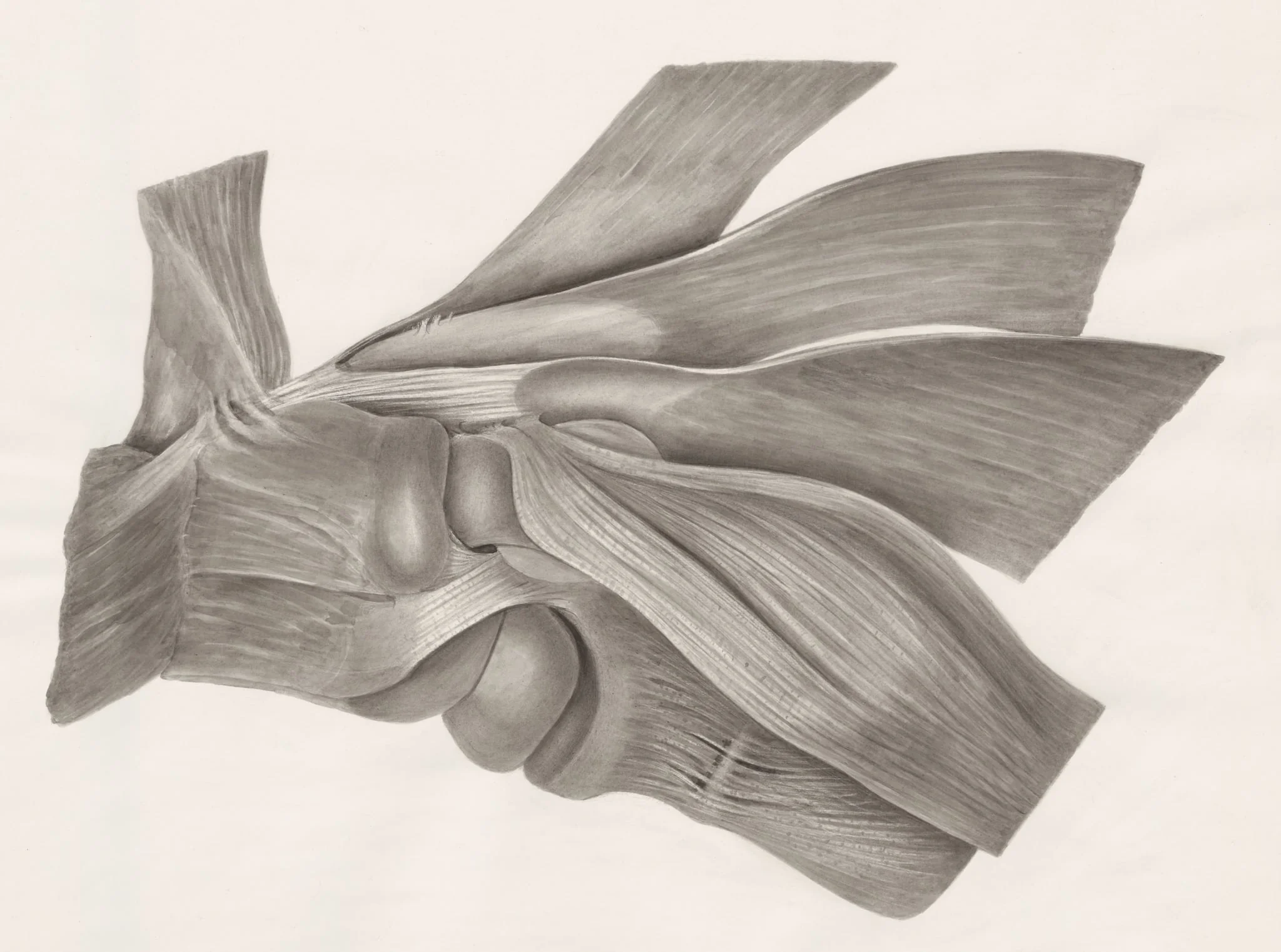 Muscular tissue, detail