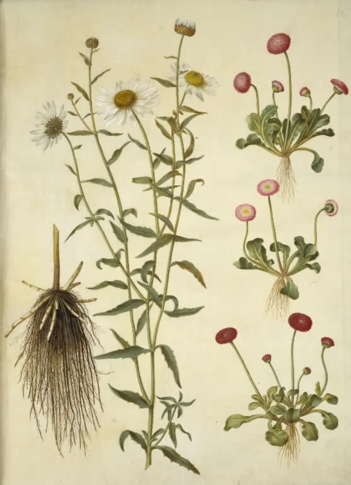 Leucanthemum vulgare (hvid okseøje); Bellis perennis (almindelig tusindfryd), detail