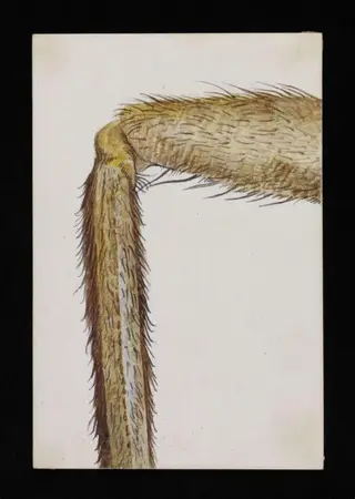 Leg of a gnat, highly magnified, by Beatrix Potter, watercolor, 7